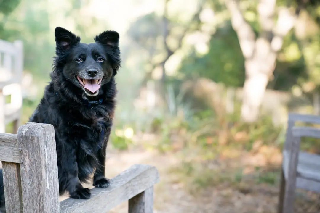 Découvrez les Bienfaits Inestimables des Cours d’Éducation Canine