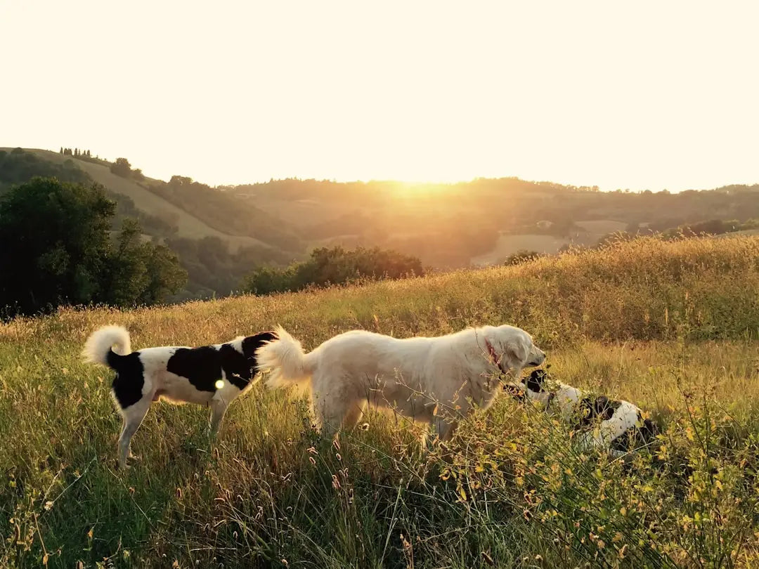 Découvrez les Meilleures Heures de la Journée pour Sortir Votre Chien