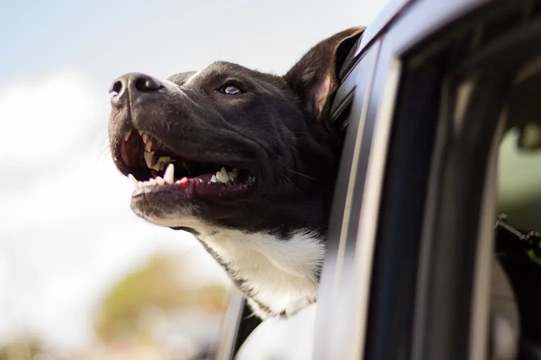 Des Glaces Maison pour Rafraîchir Votre Chien en Été