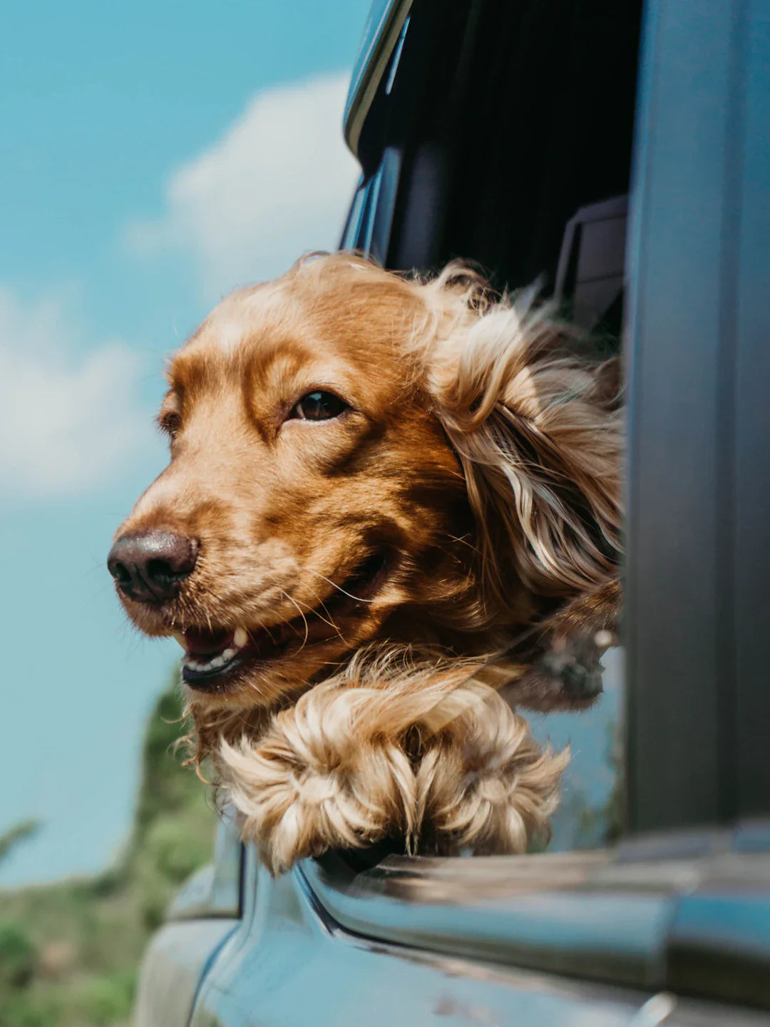 Des Jeux d'Agilité Pour Éveiller l'Esprit de Votre Chien