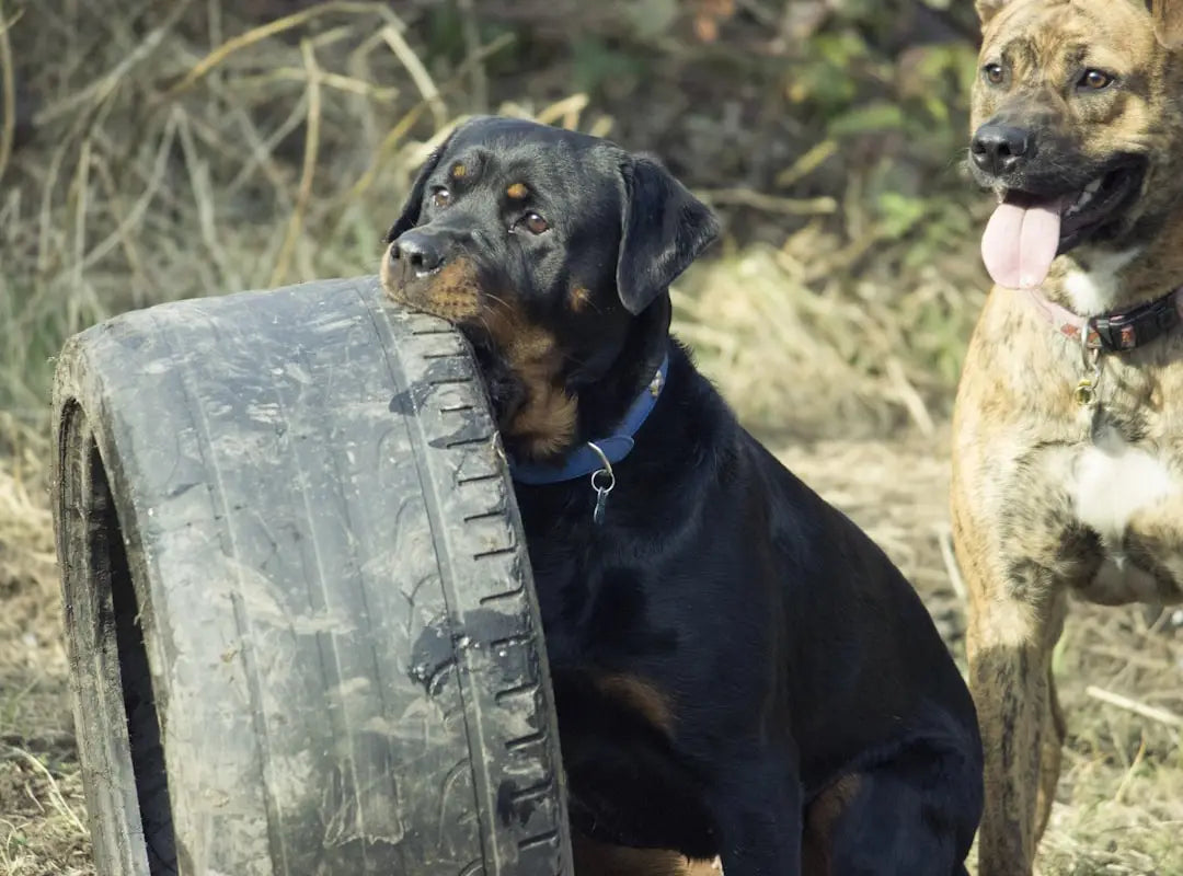 Divertissez Votre Chien en Été : Activités Ludiques pour Lui