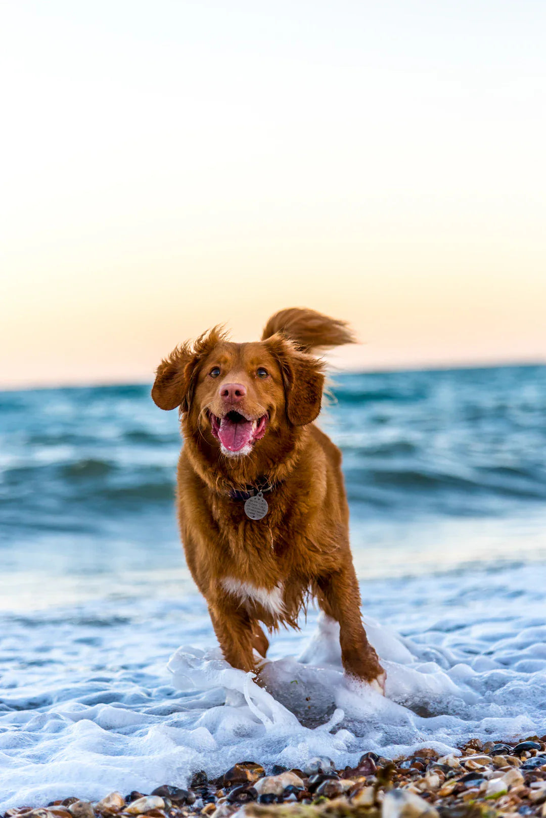 Éducation Positive et Jeu  Clé du Bonheur Canin