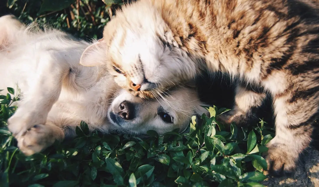 Établissez une Routine d'Entraînement Riche en Amour pour Votre Chien