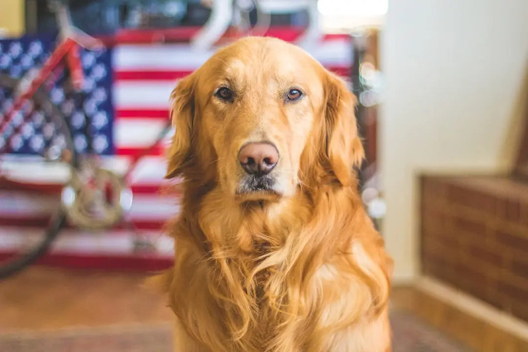 Guide Complet: Comment Gérer l'Anxiété chez les Chiens