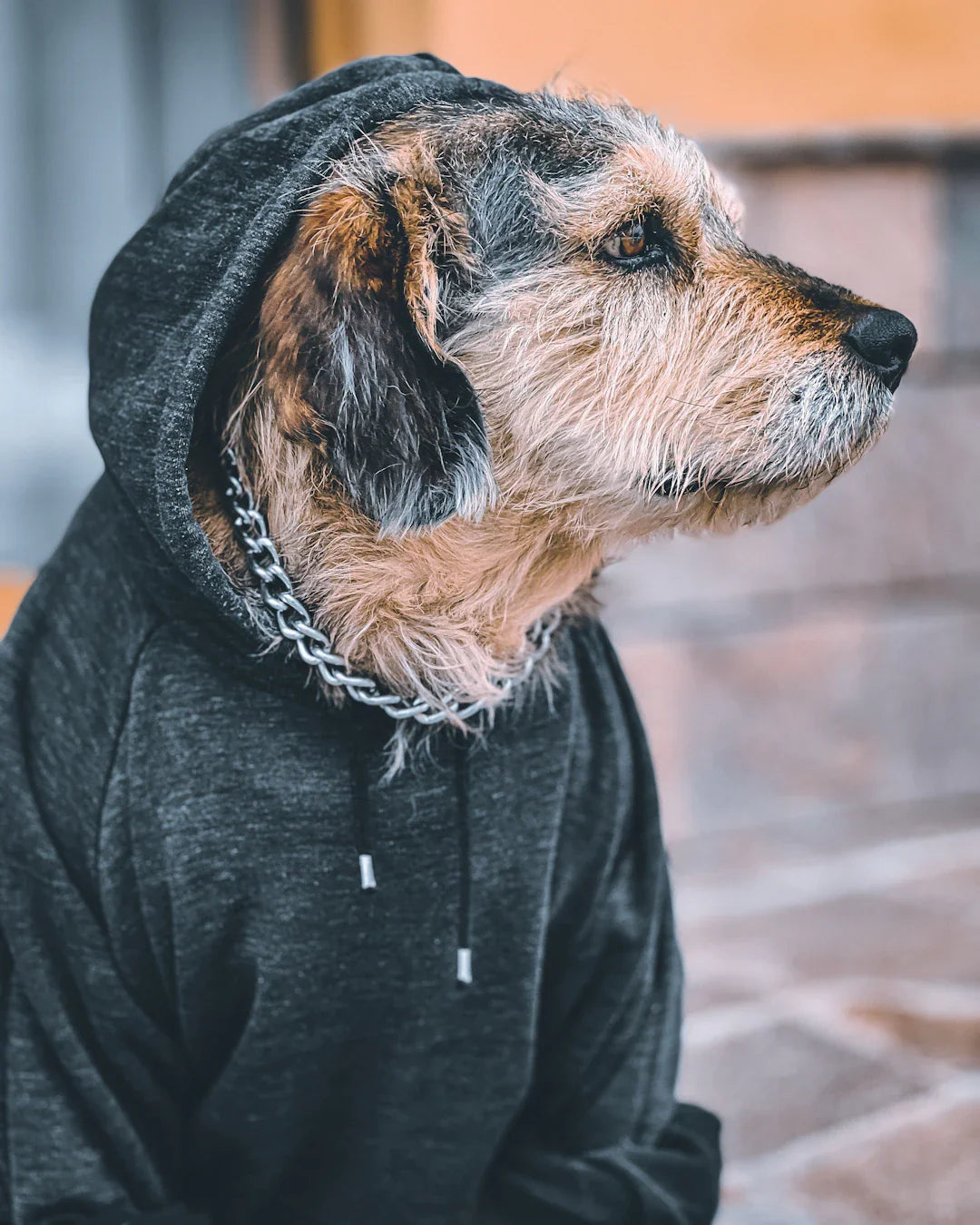Hoodies personnalisés pour les passionnés de chiens