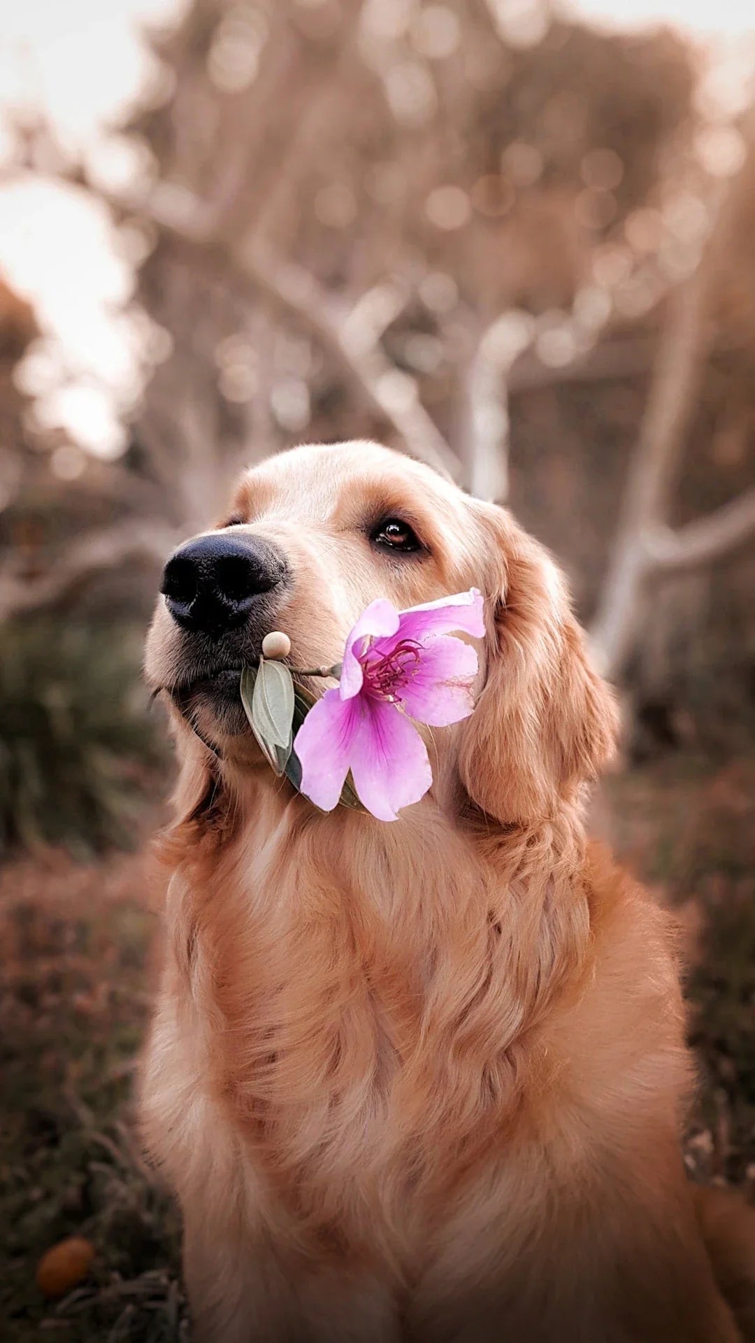 Impulsion de votre chien  Stratégies efficaces