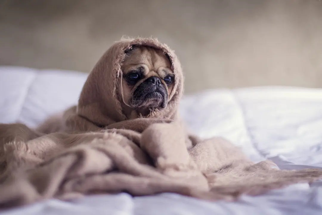 La communication avec votre chien : apprendre à comprendre ses signes