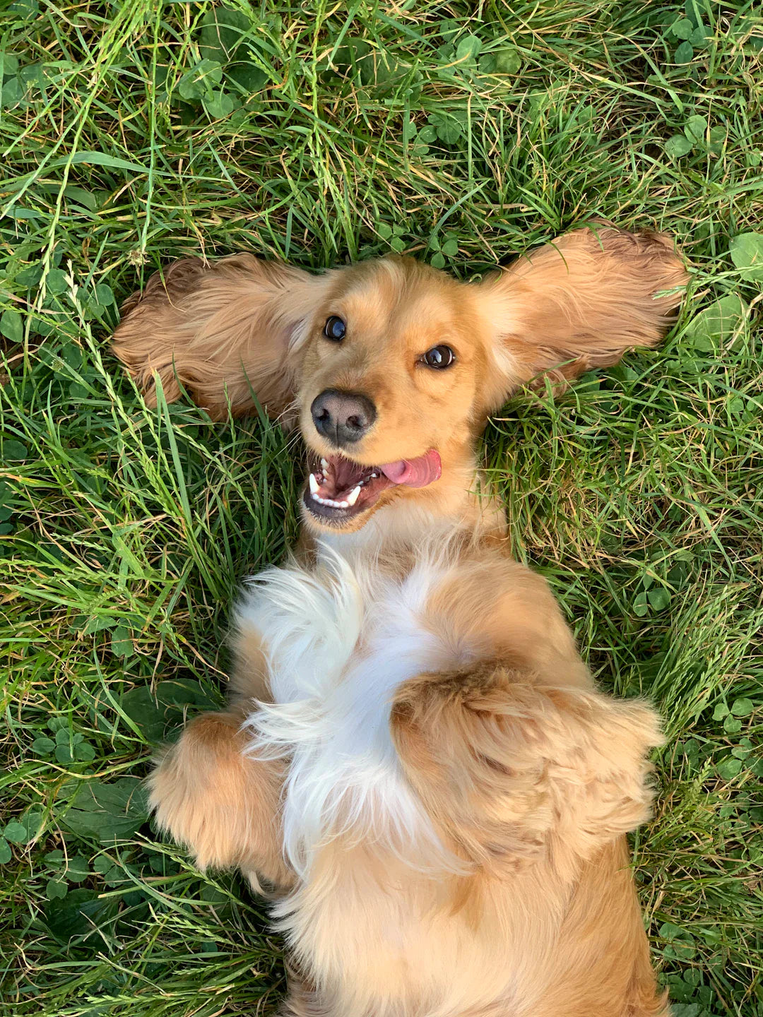 La Patience Clé de l'Entraînement des Chiens