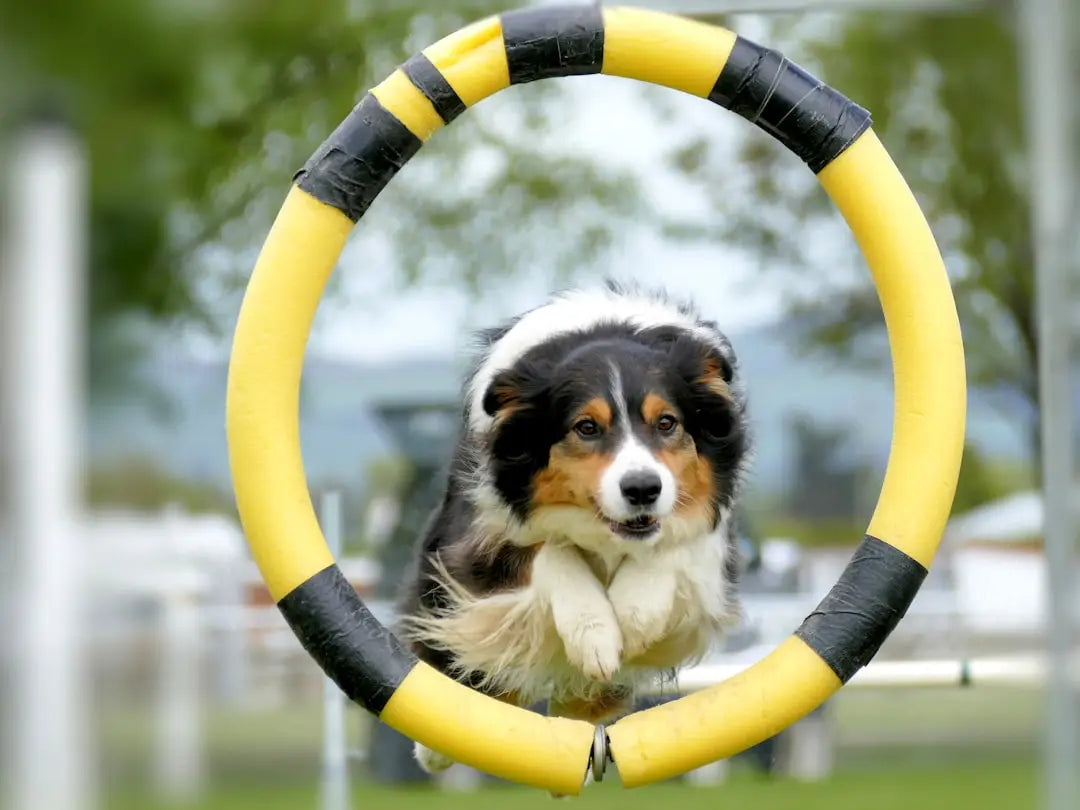 La Routine d'Exercice Idéale Pour Votre Chien : Conseils Pratiques