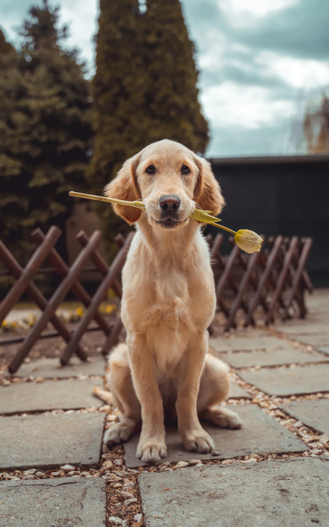 L'écoute  Clé d'une relation harmonieuse avec votre chien