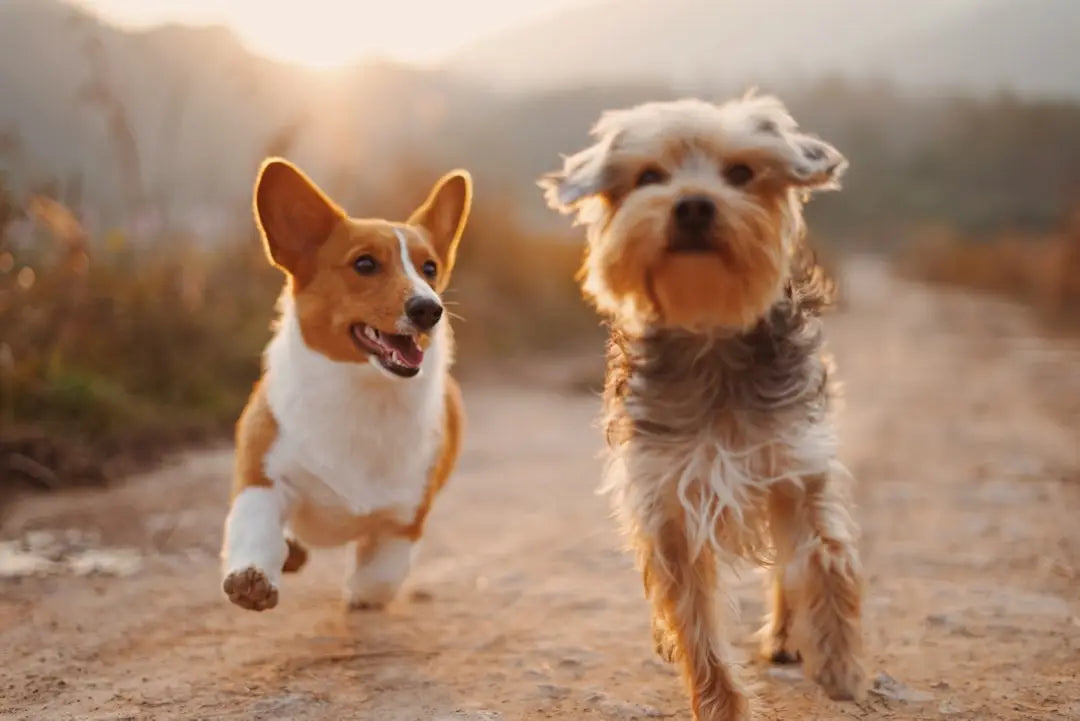 Les Activités à Faire avec Votre Chien Selon les Saisons