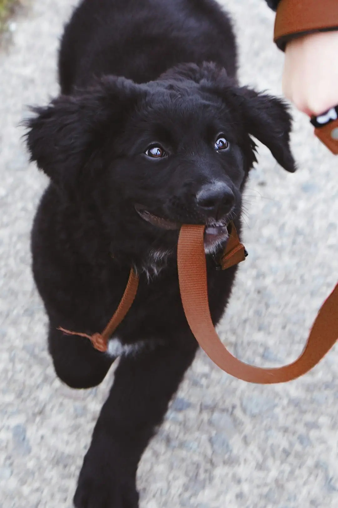 Les Activités Éducatives pour Chiens Intelligents