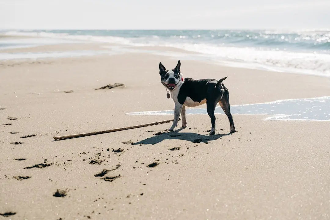 Les Activités Estivales à Faire avec Votre Chien