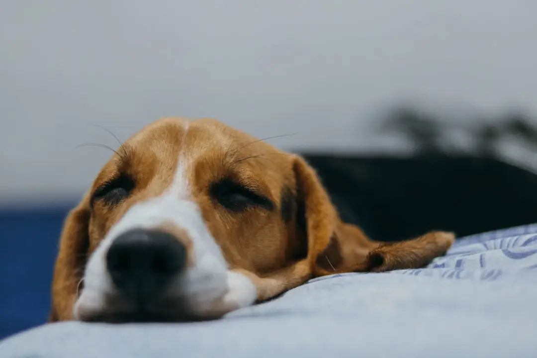 Les Bienfaits de la Massothérapie pour les Chiens