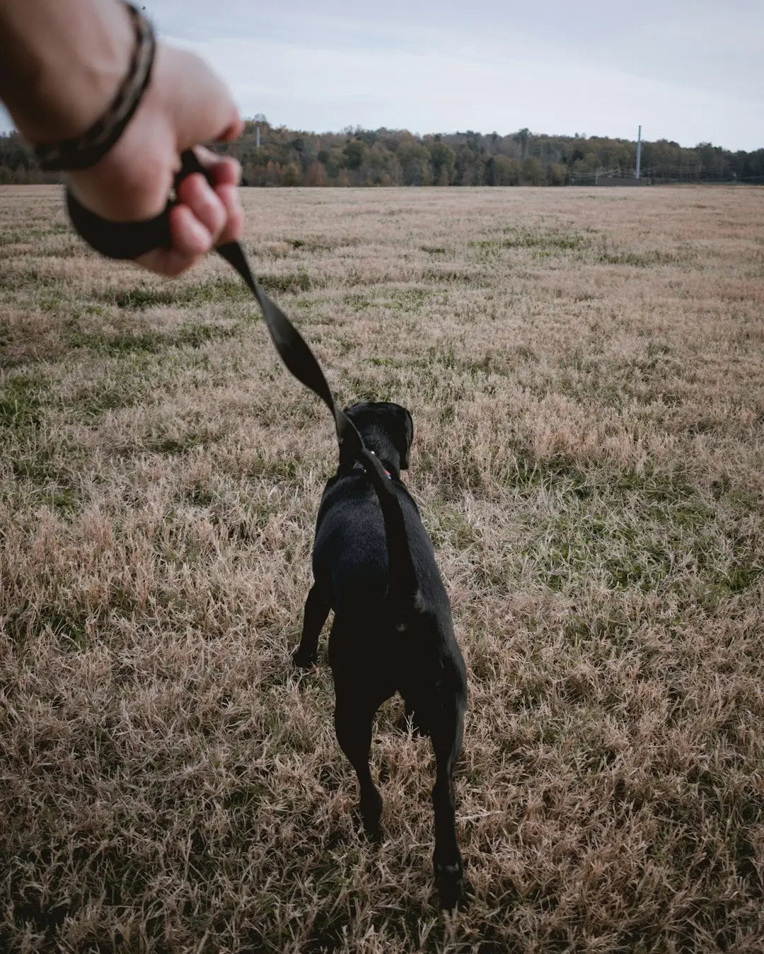 Les bienfaits de la promenade matinale pour votre chien en été