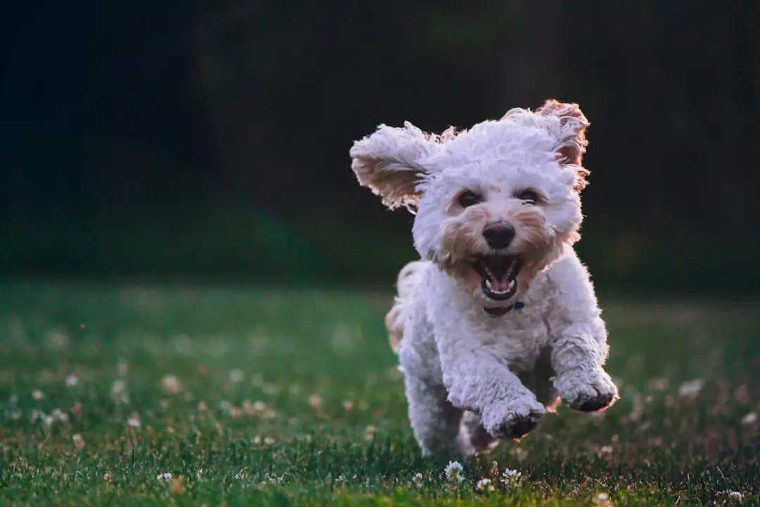 Les bienfaits de la socialisation pour votre chien