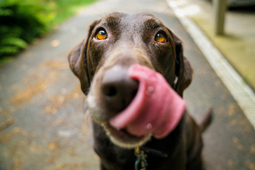 Les Bienfaits de l'Exercice Régulier sur l'Éducation Canine