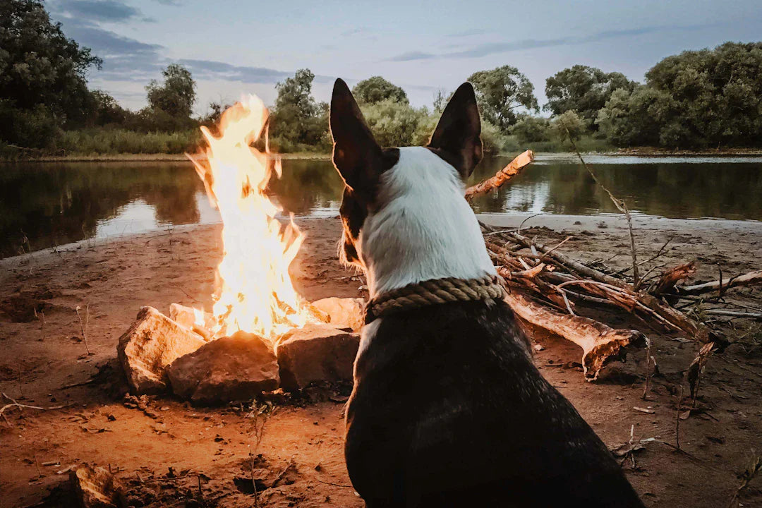 Les Bienfaits des Jeux en Plein Air pour Votre Chien