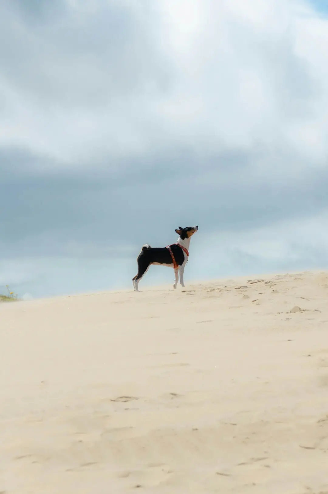 Les Bienfaits des Randonnées pour les Chiens