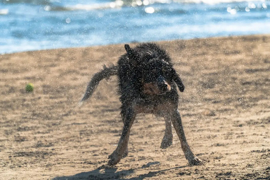 Les Bienfaits Inattendus des Jeux d'Eau pour Votre Chien