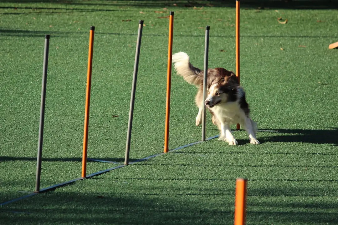 Les Fondamentaux de l'Éducation Canine à Domicile