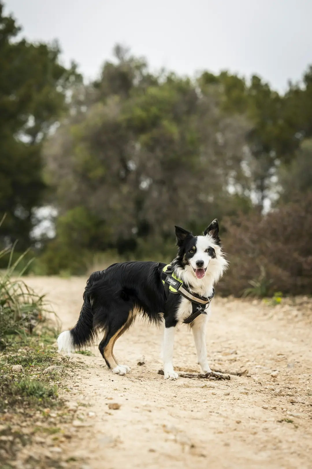 Les Fondamentaux de l'Éducation Canine : Introduction aux Ordres de Base pour Chiens