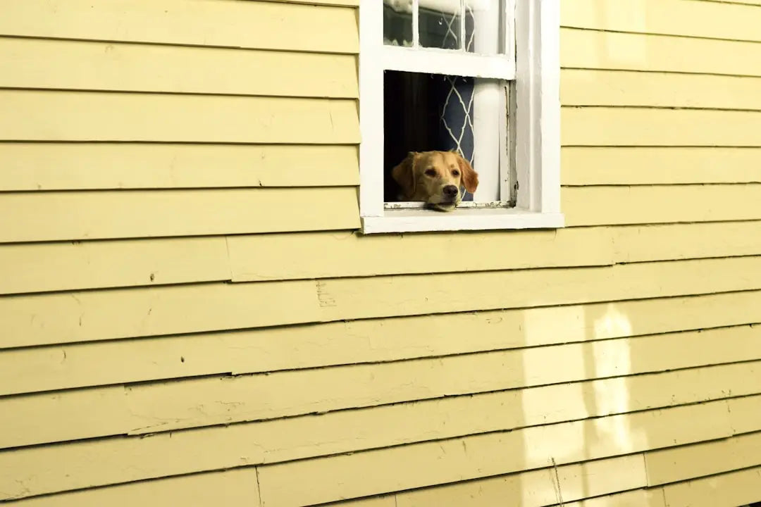 Les meilleurs conseils pour garder votre chien au frais en été