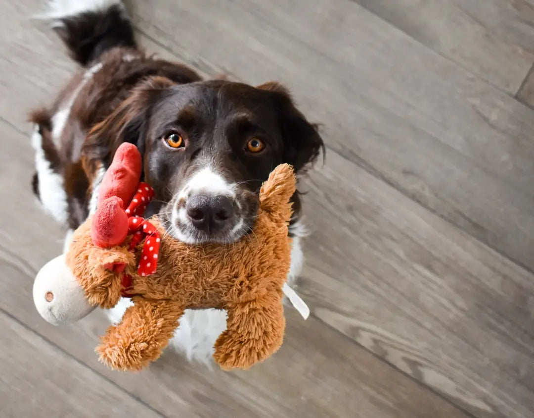 Les Meilleurs Jeux Interactifs pour Divertir Votre Chien