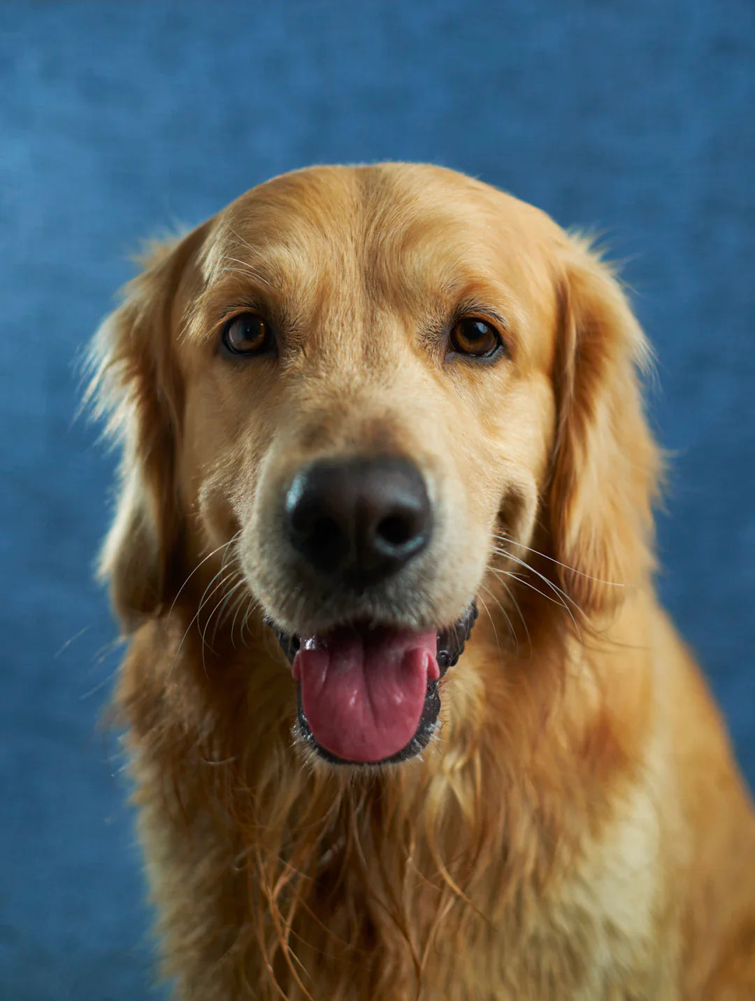 Les Signaux de Communication Entre Vous et Votre Chien