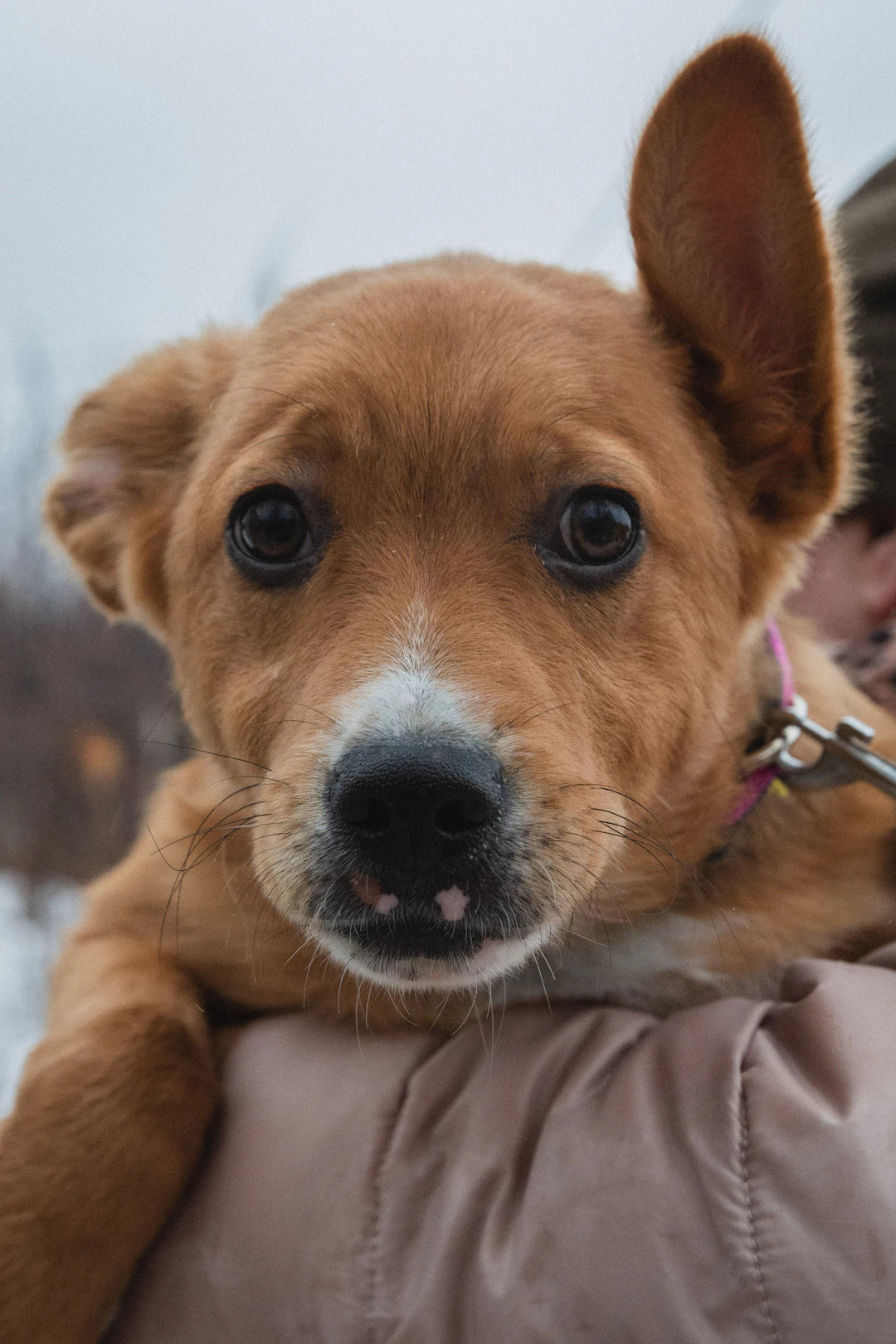 L'Impact du Temps de Jeu sur le Comportement Général de Votre Chien