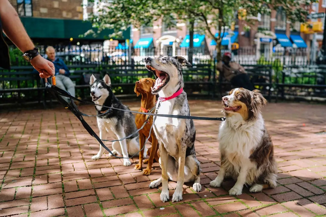 L'Importance de la Formation au Rappel pour les Chiens