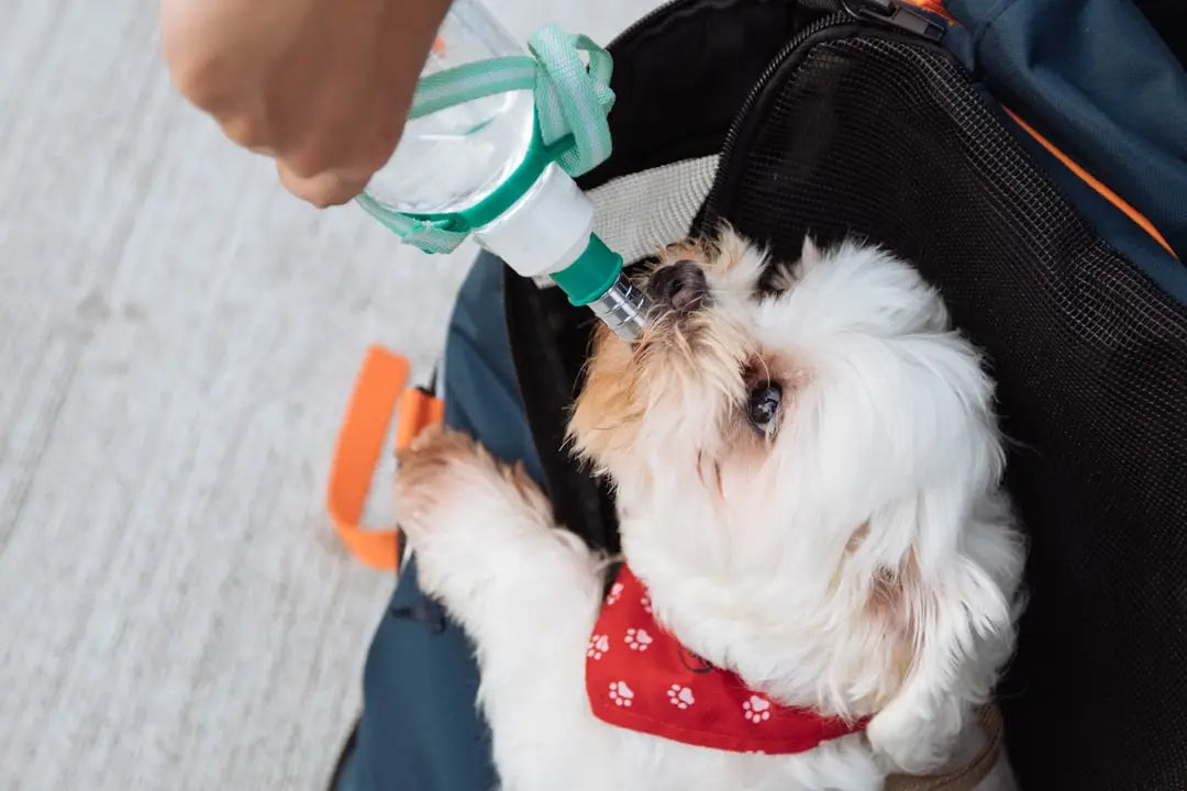 L'Importance de l'Hydratation Pour les Chiens en Période de Chaleur