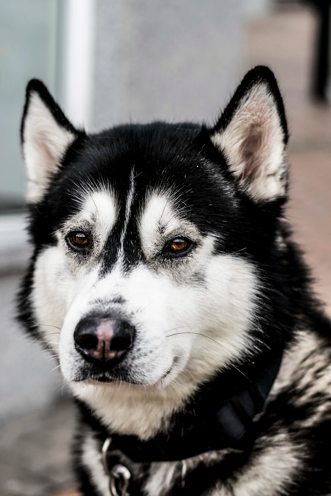 Devenez un Pro dans l'Entraînement à la Propreté de Votre Chien