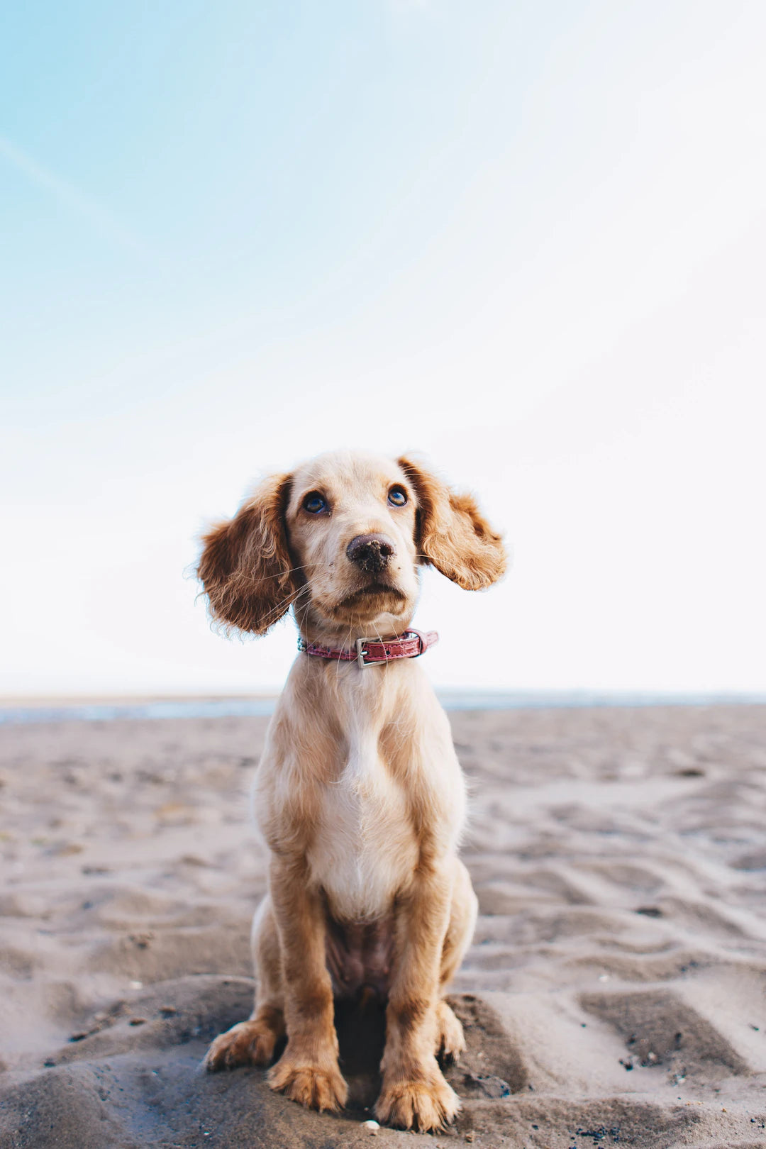 Activités de chasse à l'odeur pour divertir votre chien