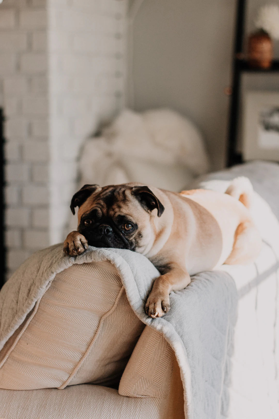 Jouer pour Renforcer les Compétences en Obéissance de Votre Chien