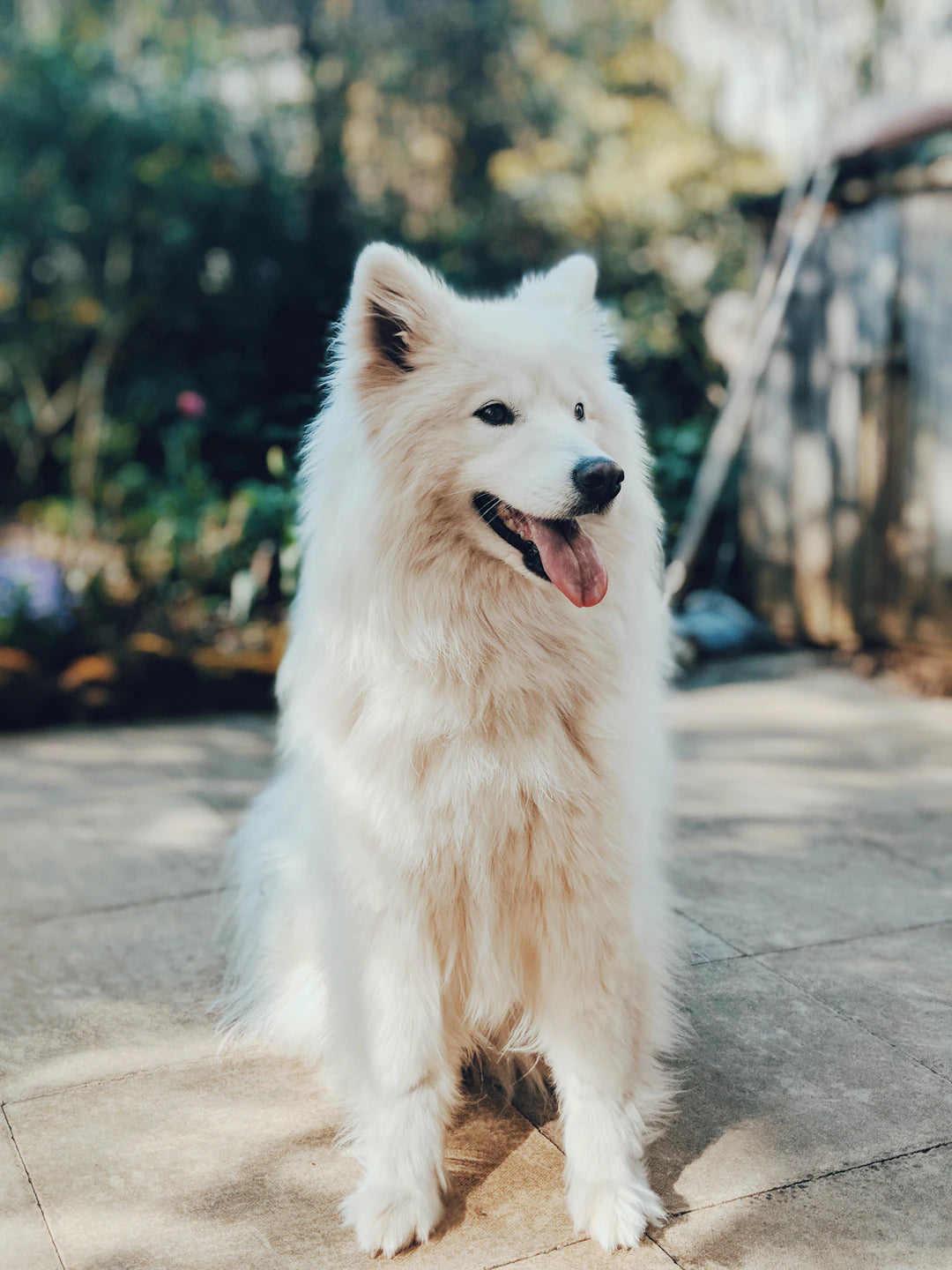 Apprenez à Votre Chien le 'Couché' Facilement