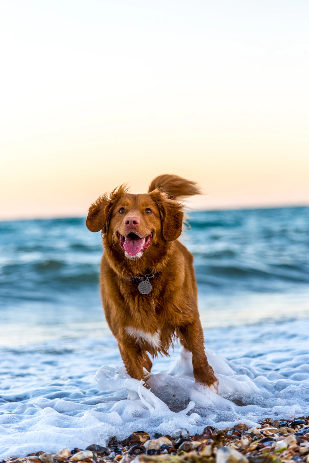 Astuces Infaillibles pour Renforcer l'Obéissance des Chiens