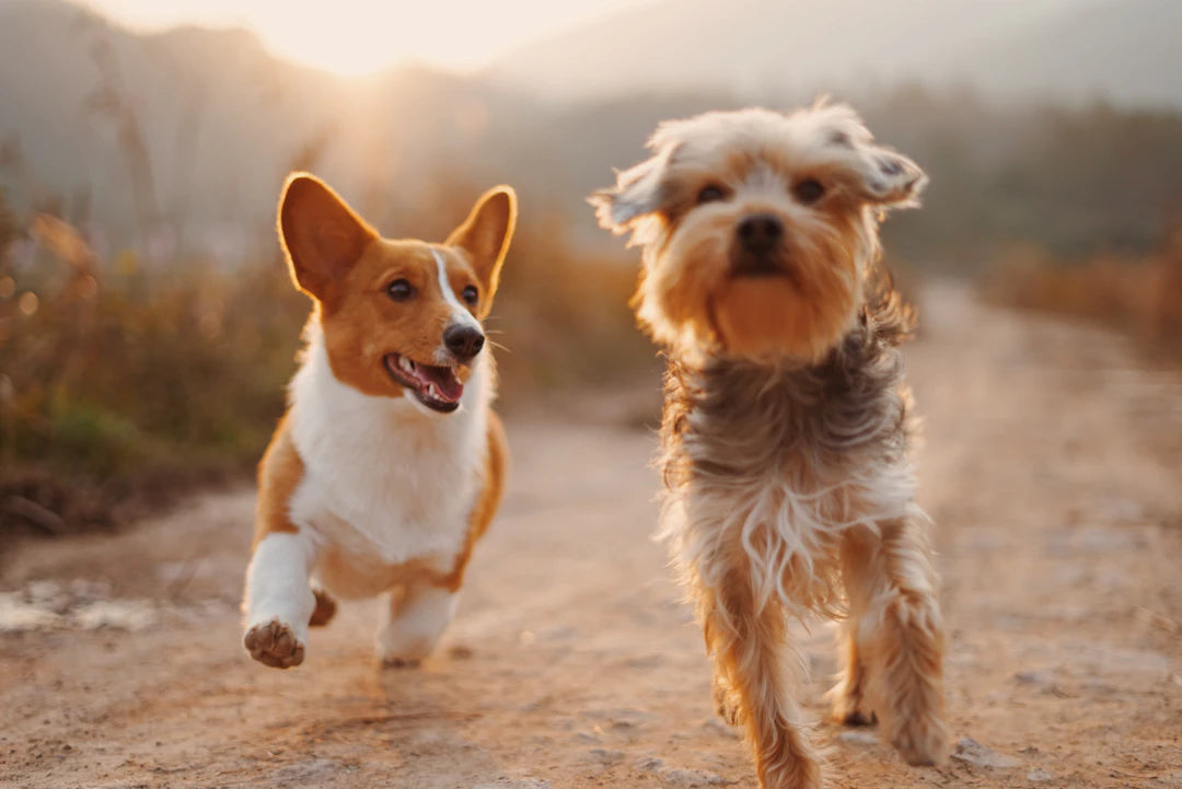 L'Art de la Socialisation : Clé d'une Éducation Canine Réussie