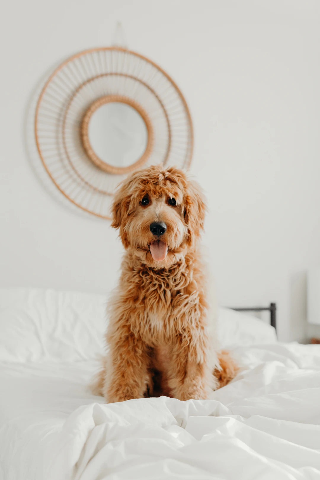 Guide Pratique pour le Dressage de Votre Chien
