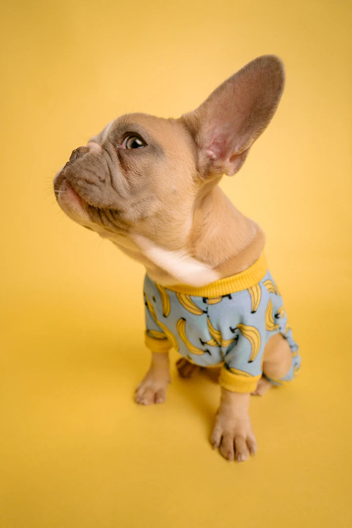 Vêtements personnalisés pour chiens  style et confort