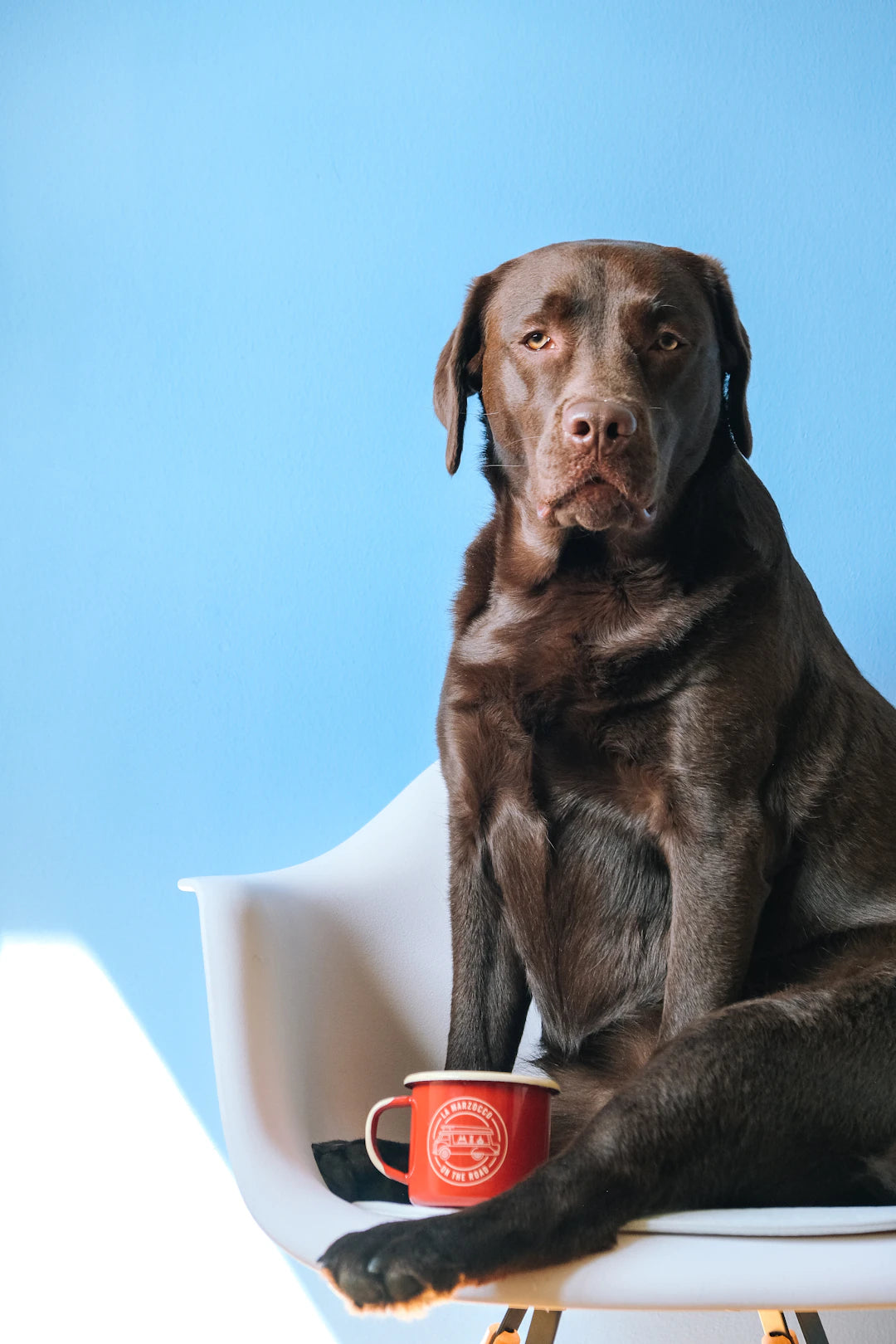 Fun  Jeux  Renforcez votre lien avec votre chien