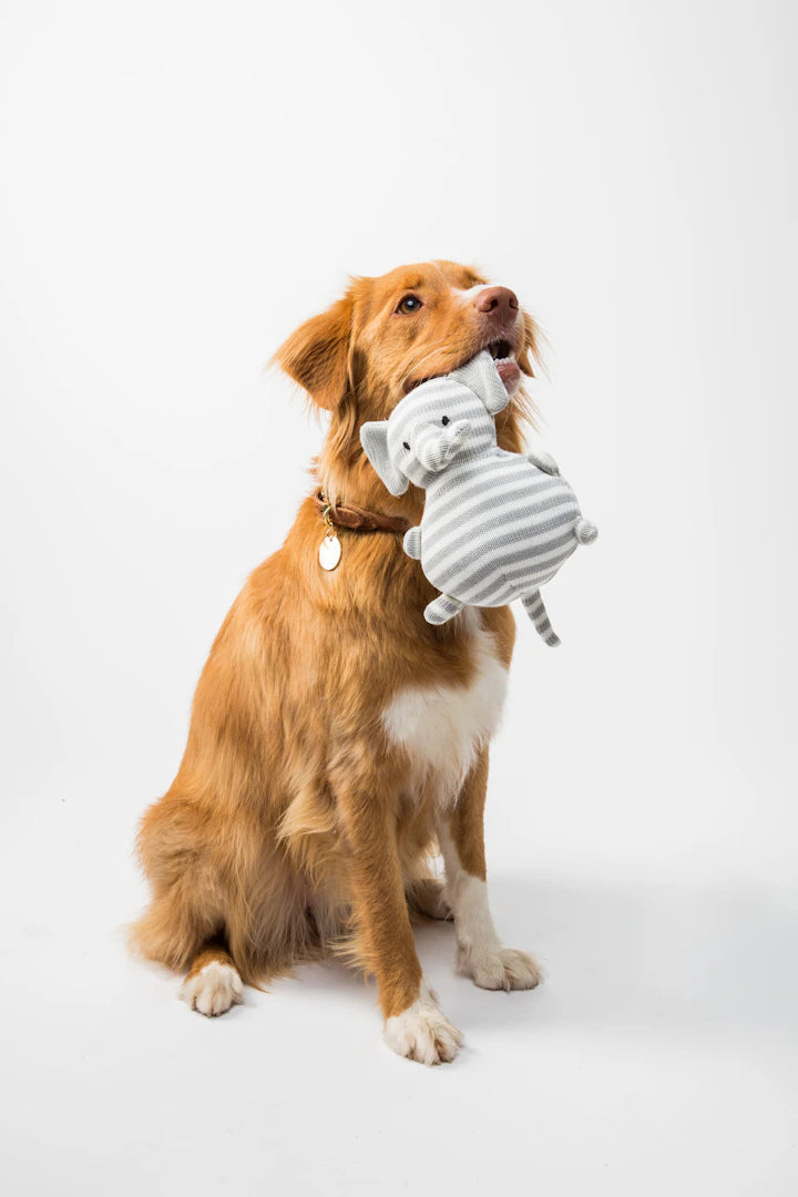 L'importance des jeux dans l'éducation de votre chien