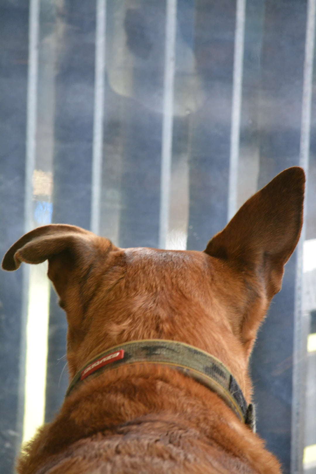 Colliers Badnesis  Style et Confort pour Chiens Actifs