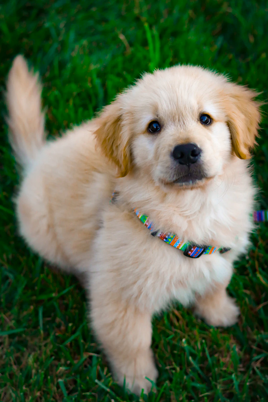 Renforcez les liens en jouant avec votre chien