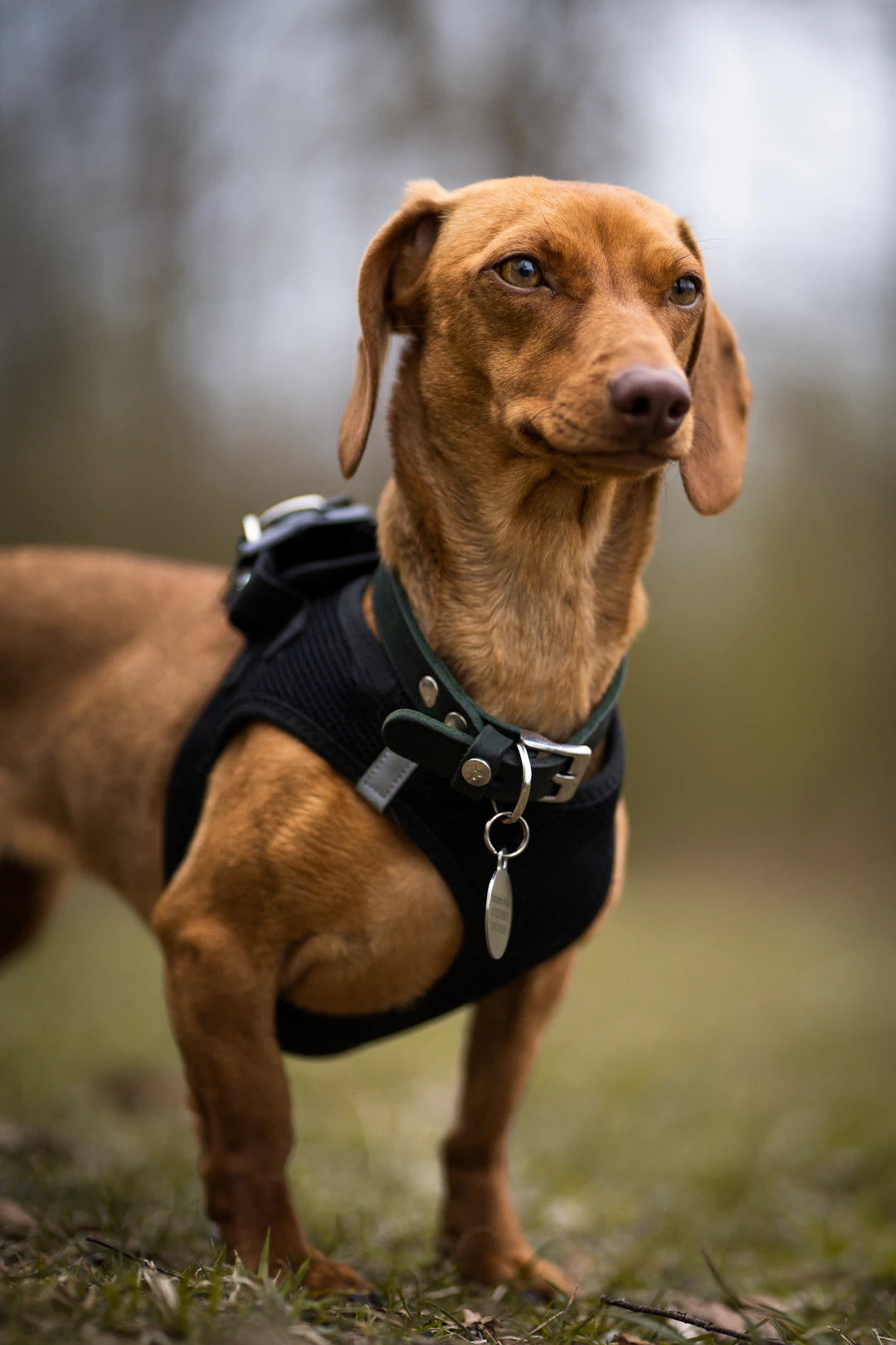 Accessoires pratiques pour les sorties estivales avec votre chien