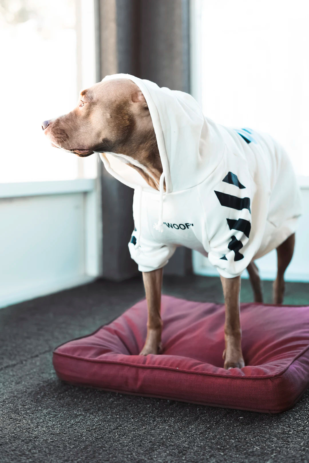 Hoodies originaux pour les amoureux des chiens enjoués