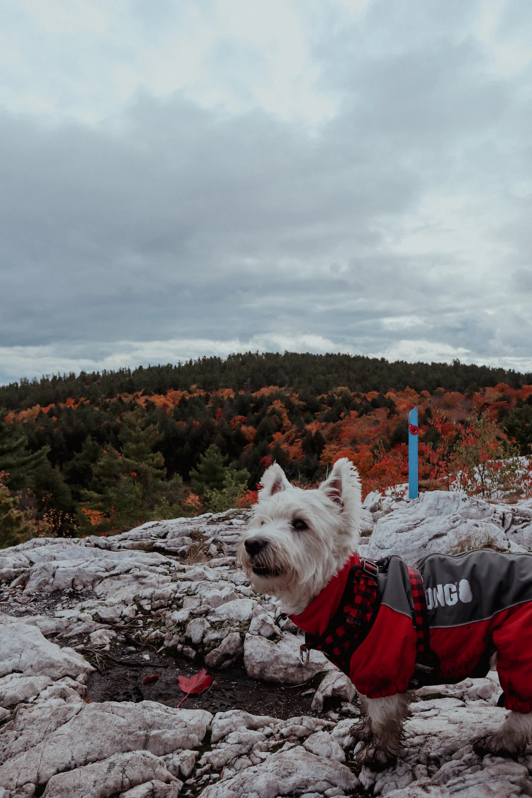 Vêtements confortables pour les amoureux des chiens