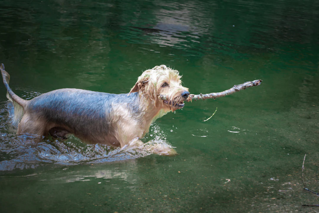 Récompensez le Bon Comportement : Guide de Jeux avec Votre Chien