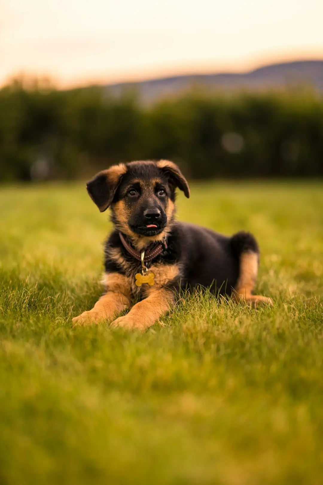 Plongez dans les Origines Fascinantes de l'Éducation Canine Positive