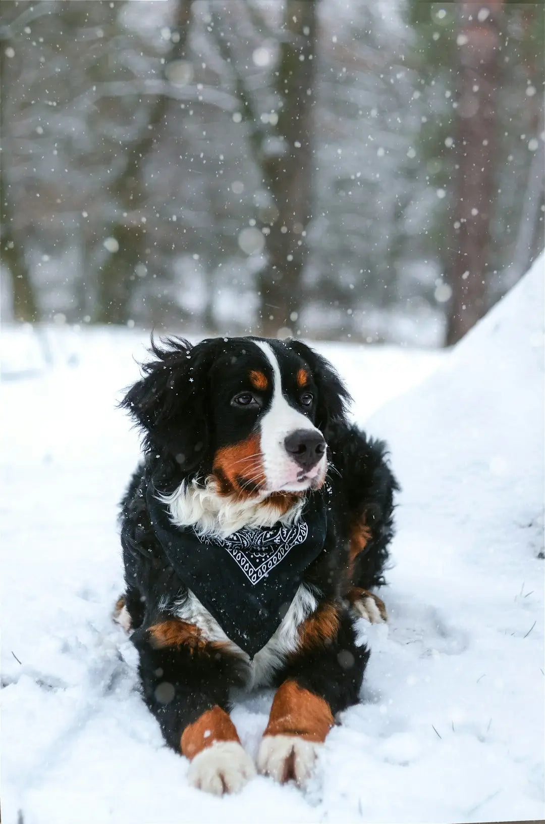 Profitez de la Nature : Les Bienfaits des Promenades pour Vous et Votre Chien